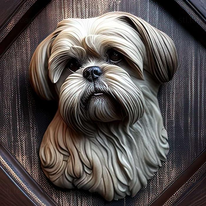 Shih Tzu dog